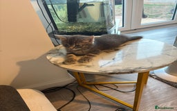 British Shorthair cats for sale: Tabby cats - Image 5