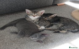 Mixed Breed cats for sale: Kittens  - Image 13