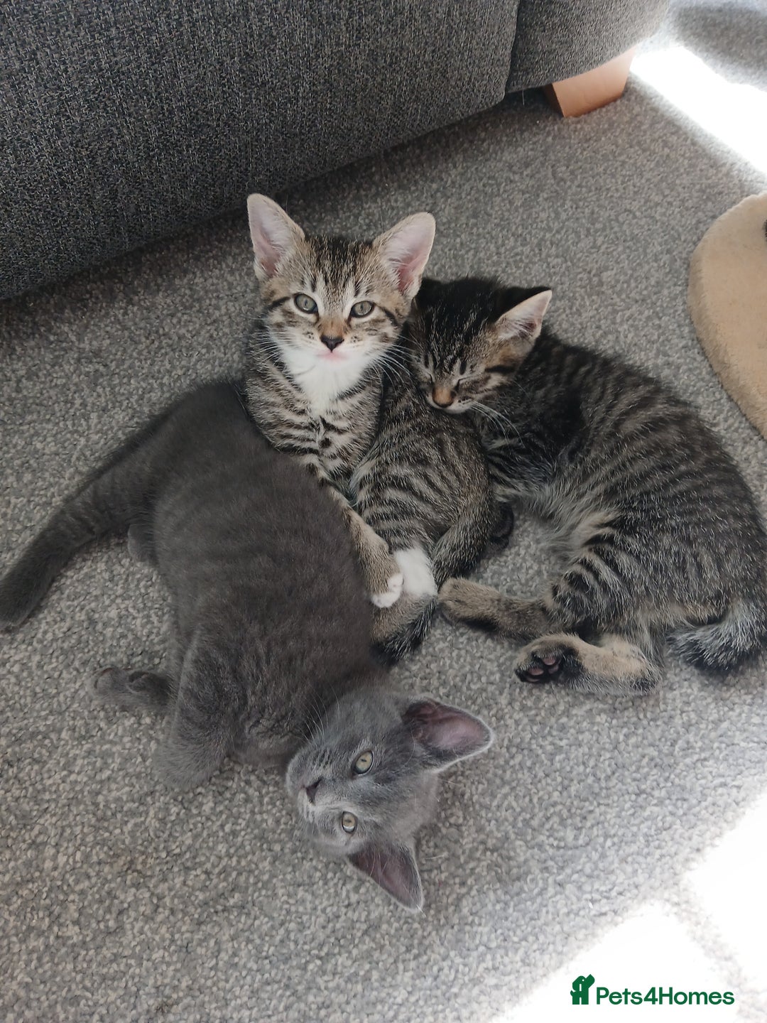 Mixed Breed cats for sale: Kittens  - Image 13