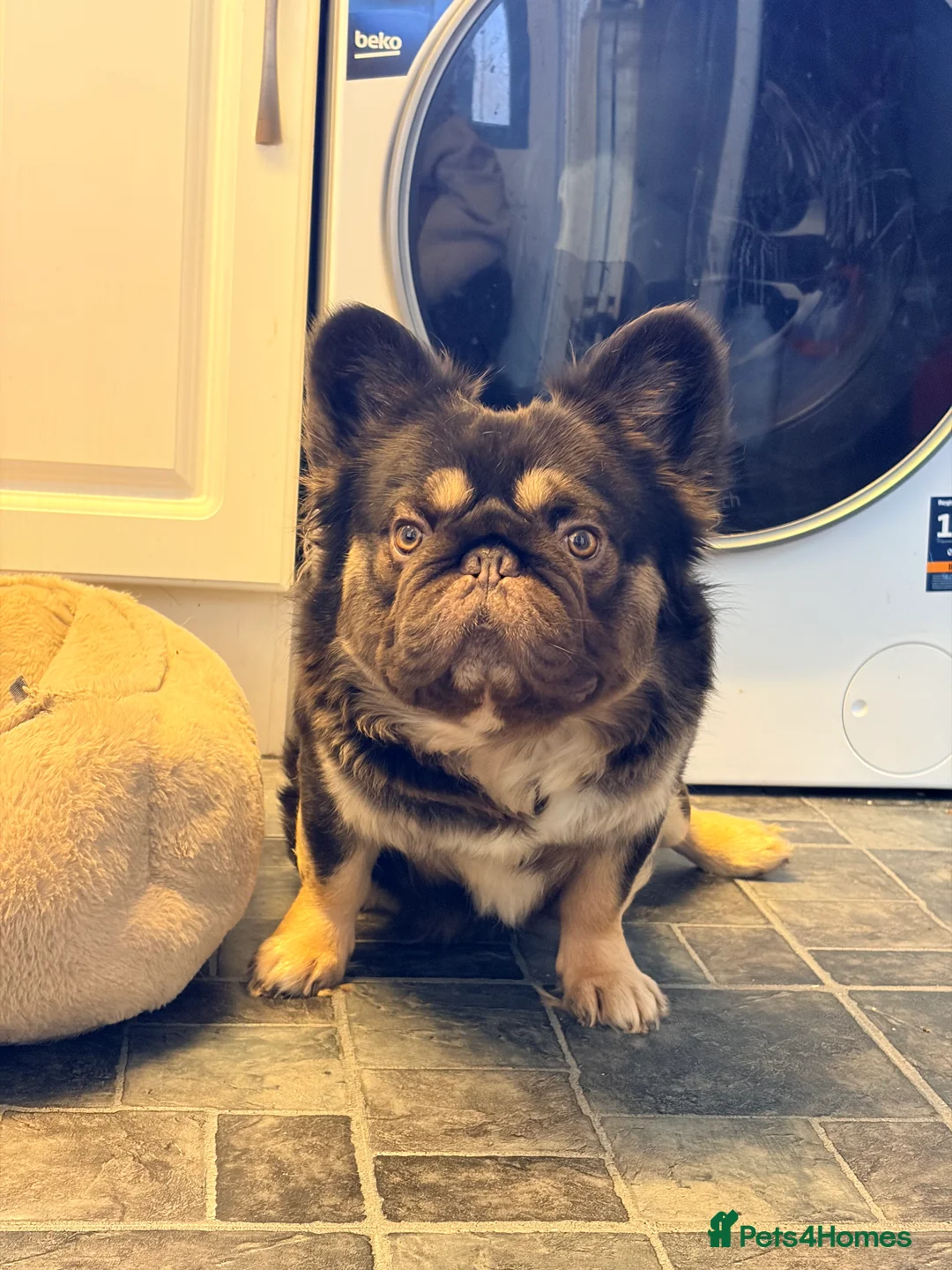 French Bulldog dogs for stud: Chocolate tan fluffy in Chesterfield - Advert 8