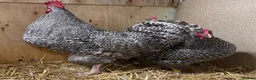 Chickens poultry for sale: North Holland Blue  - Advert 5