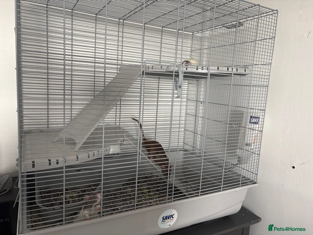 Rat rodents for sale: 3 male rats - Advert 2