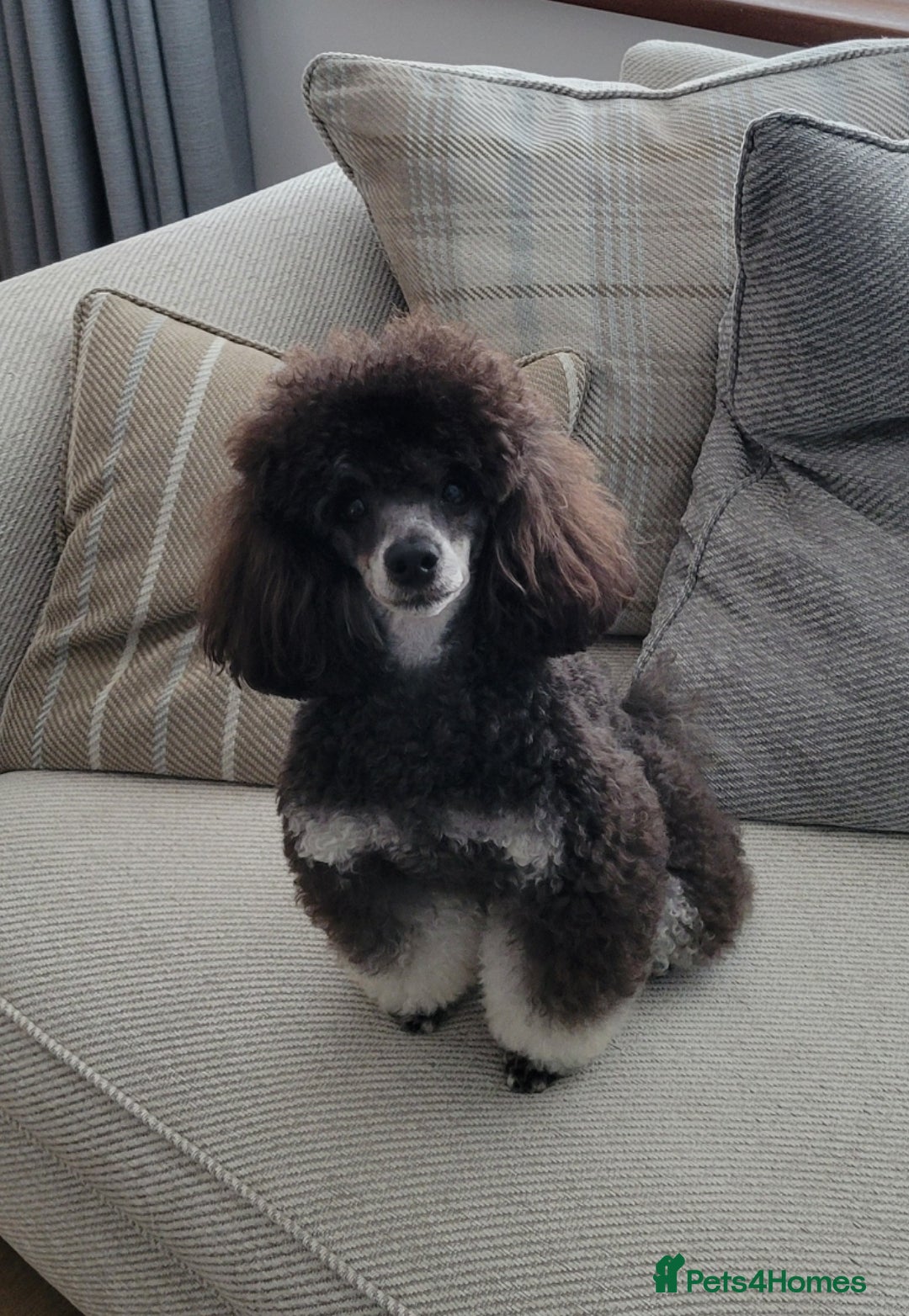 Toy Poodle dogs for stud: *Beautiful Blue Phantom*DNA Clear*Carries Silver* - Image 2