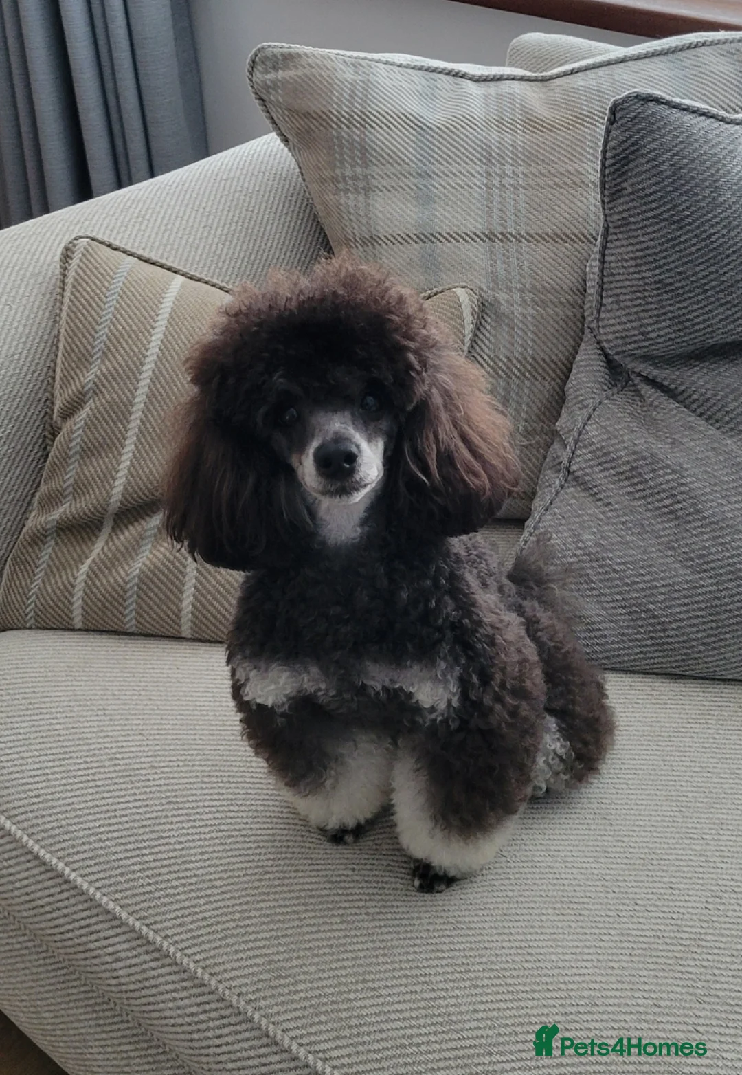 Toy Poodle dogs for stud: *Beautiful Blue Phantom*DNA Clear*Carries Silver* - Advert 4