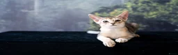 Abyssinian cats for sale: Buddy-Silver Abyssinian boy-Available-TOP quality - Advert 18