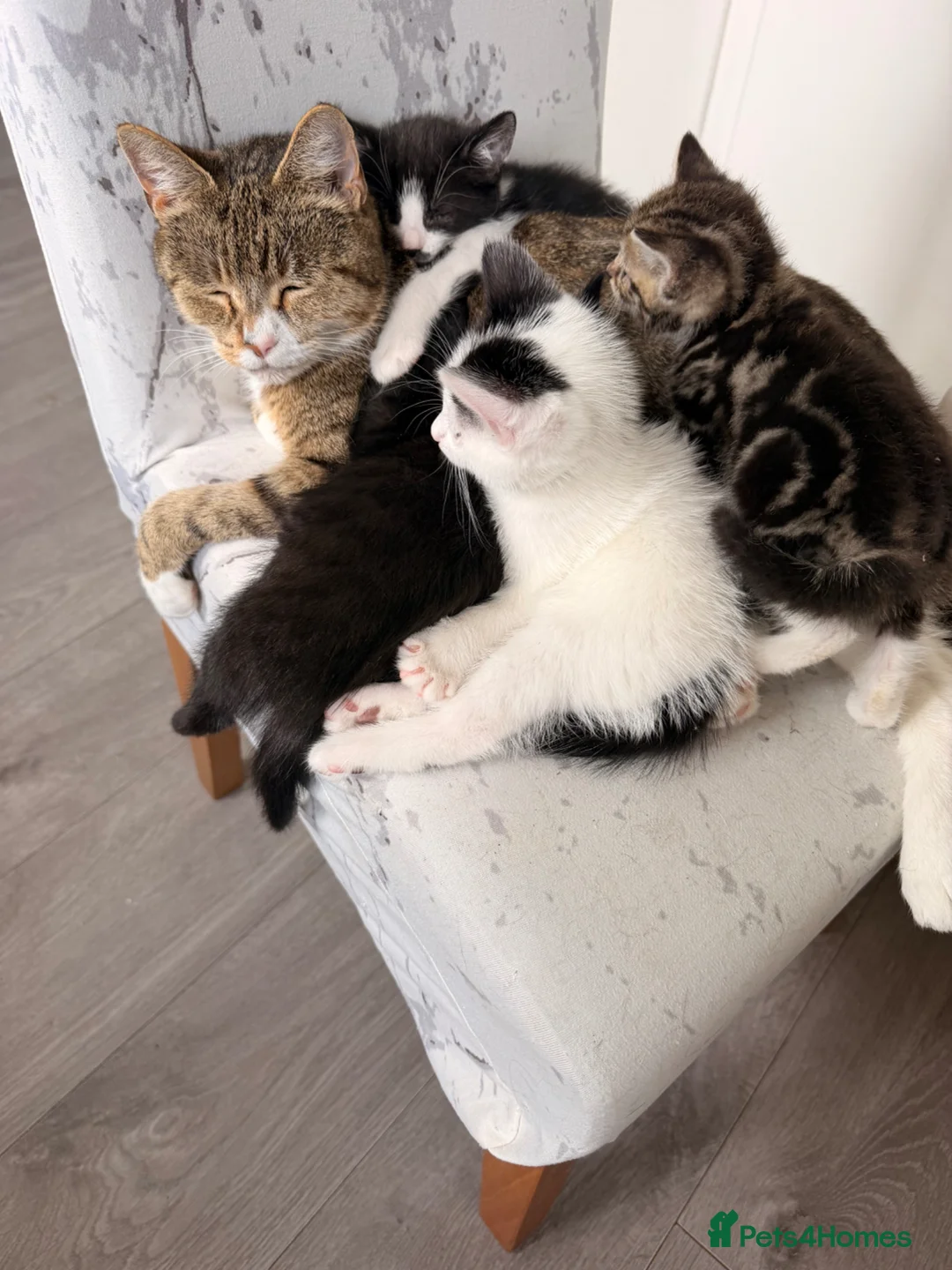 Mixed Breed cats for sale: Four kittens - Advert 1