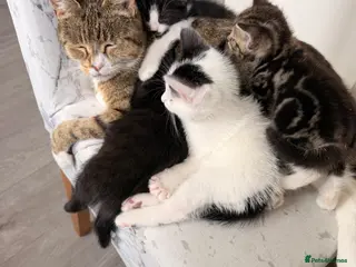 Mixed Breed cats Four kittens - Advert 6