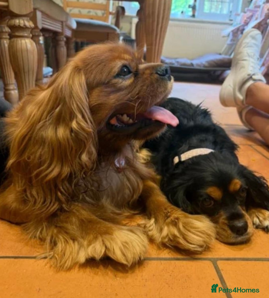 Cavalier King Charles Spaniel dogs for sale: Adorable Cavalier King Charles Spaniel - Image 5