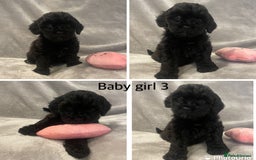 Mixed Breed dogs for sale: Beautiful cavapoo puppies - Image 14