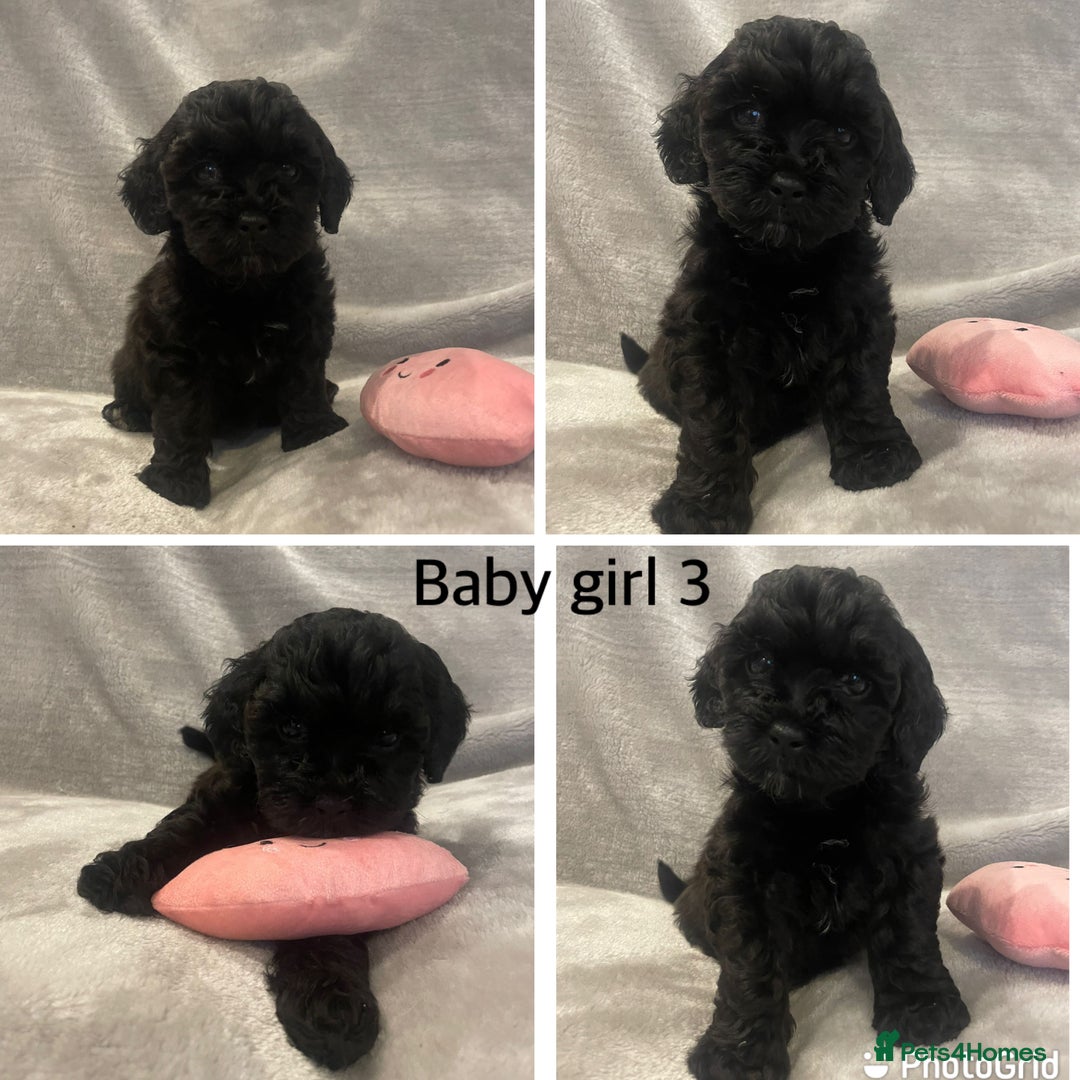 Mixed Breed dogs for sale: Beautiful cavapoo puppies - Image 14