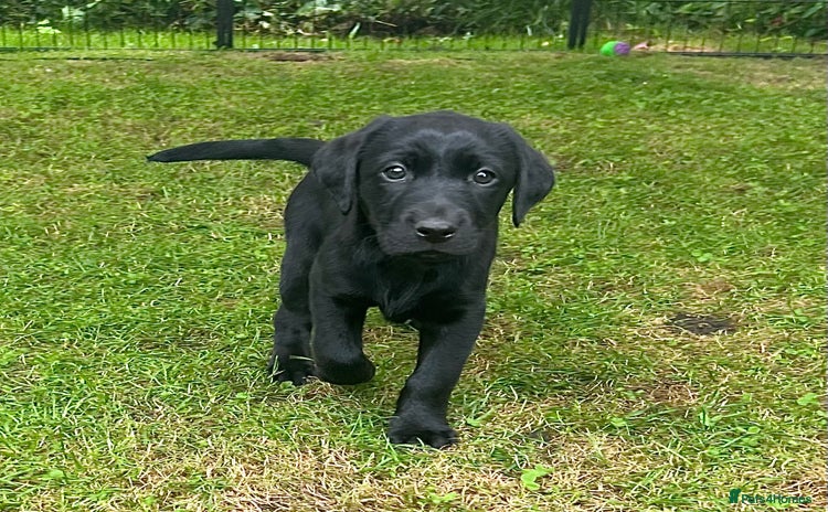Labrador Retriever dogs - Advert 11