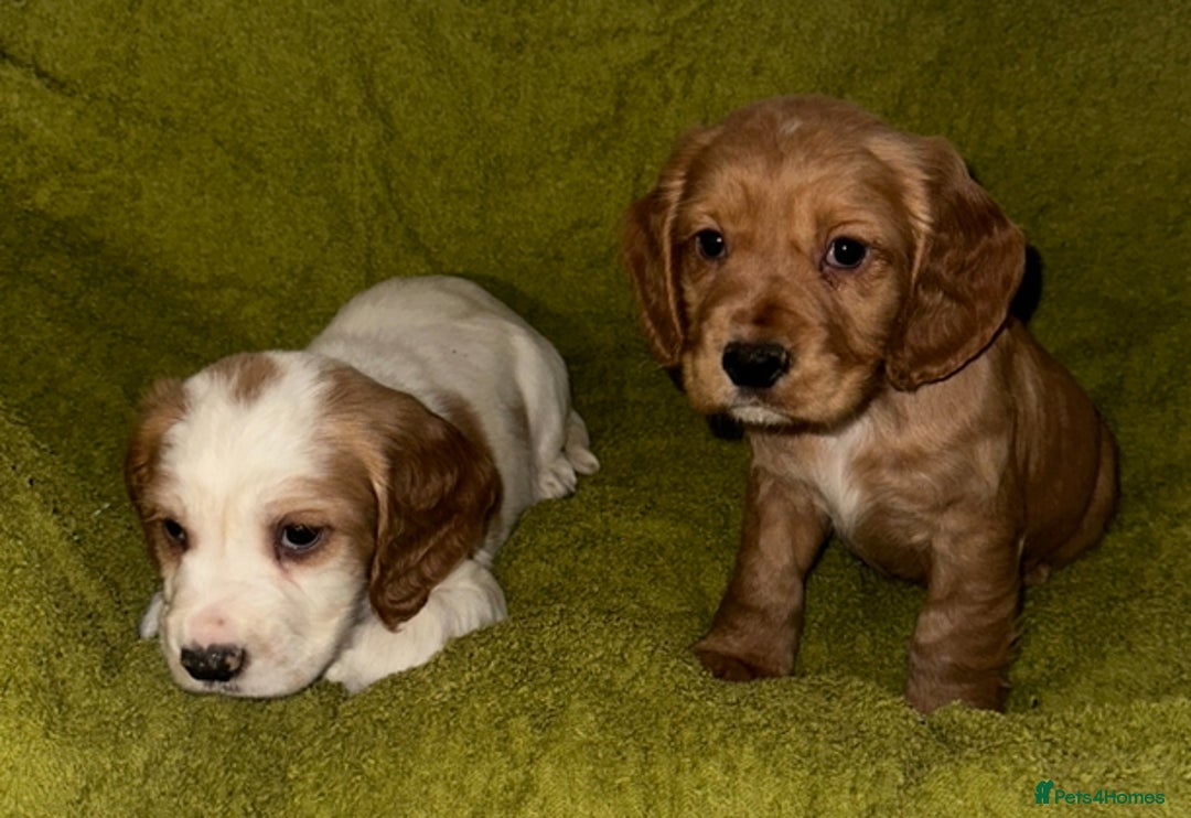 Cocker Spaniel dogs for sale: Show Cocker spaniels - Advert 1