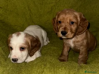 Cocker Spaniel dogs Show Cocker spaniels - Advert 19