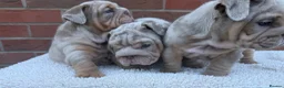 English Bulldog dogs for sale: Mr Muscles litter KC Quality English bulldogs - Advert 10