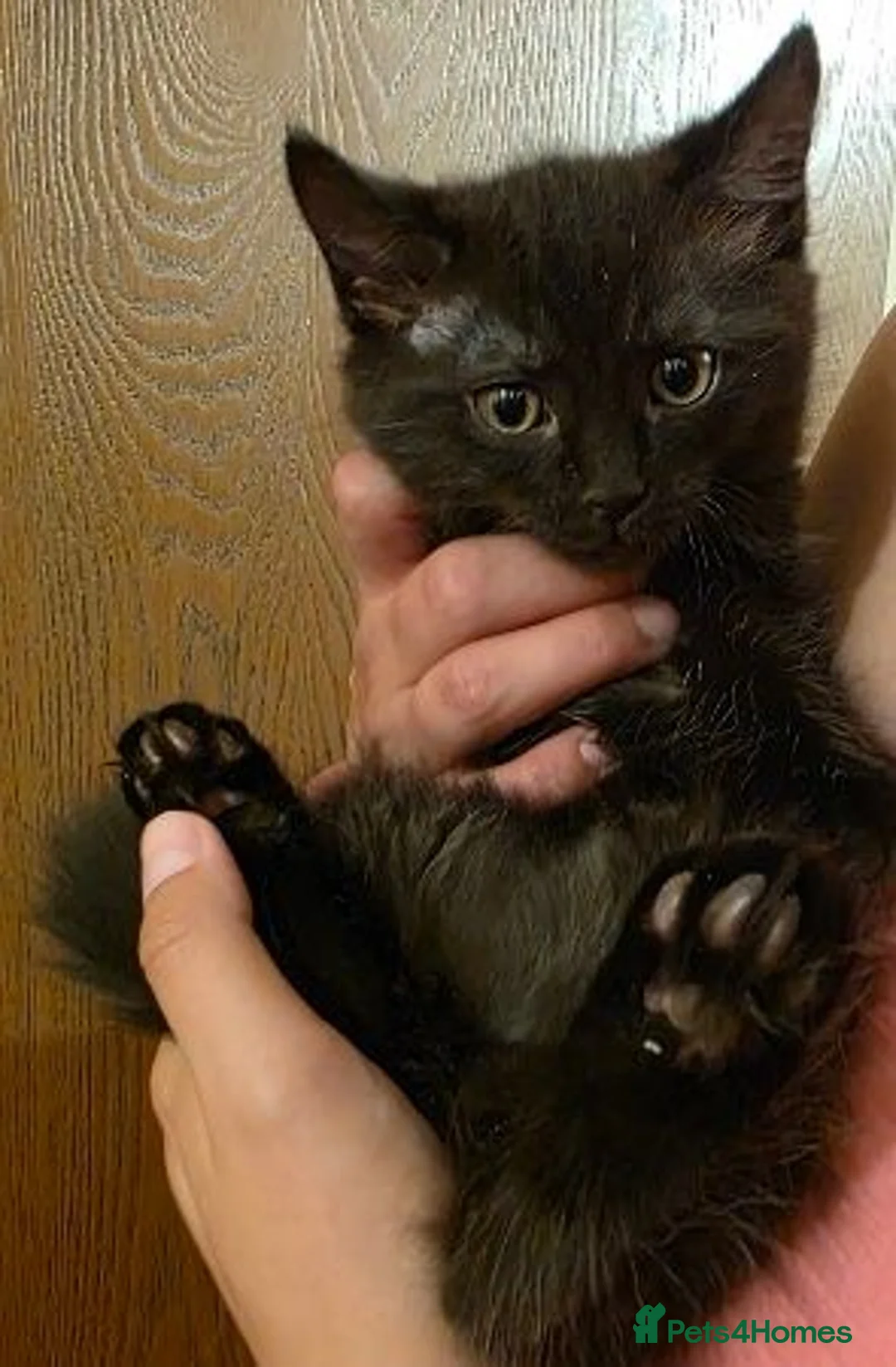 Mixed Breed cats for sale: Two gorgeous 9-week-old half-Ragdoll boys - Advert 8