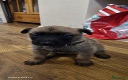 Belgian Shepherd Dog dogs for sale: Stunning Belgian Malinois Puppies - Image 4