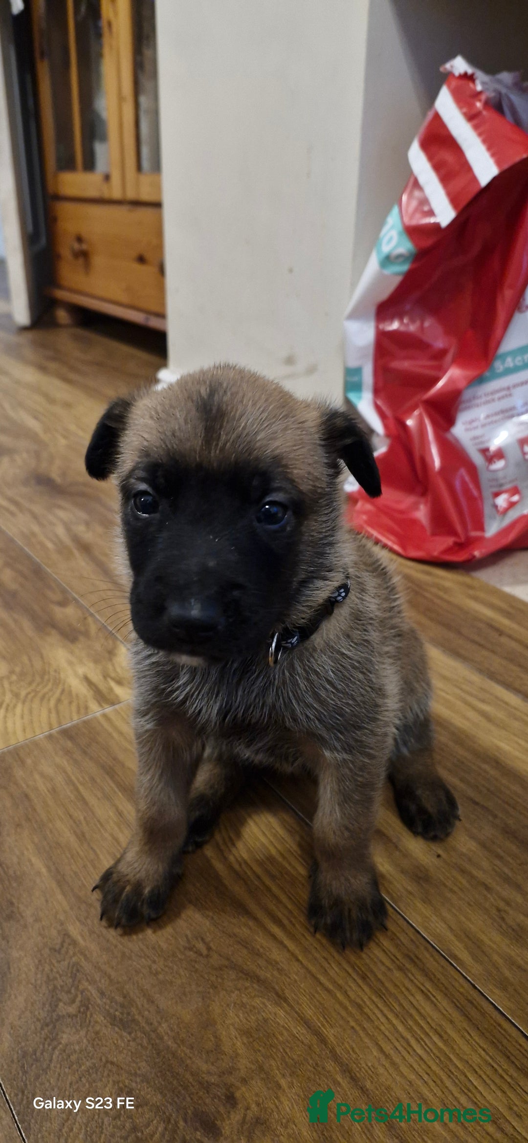 Belgian Shepherd Dog dogs for sale: Stunning Belgian Malinois Puppies - Image 4
