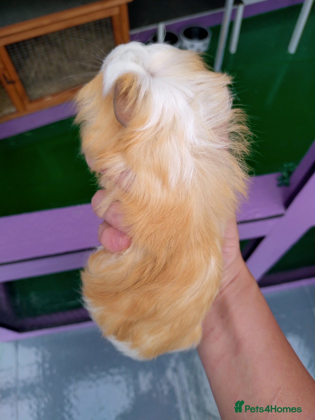Guinea Pig rodents for sale: Baby Guinea pigs  - Image 2