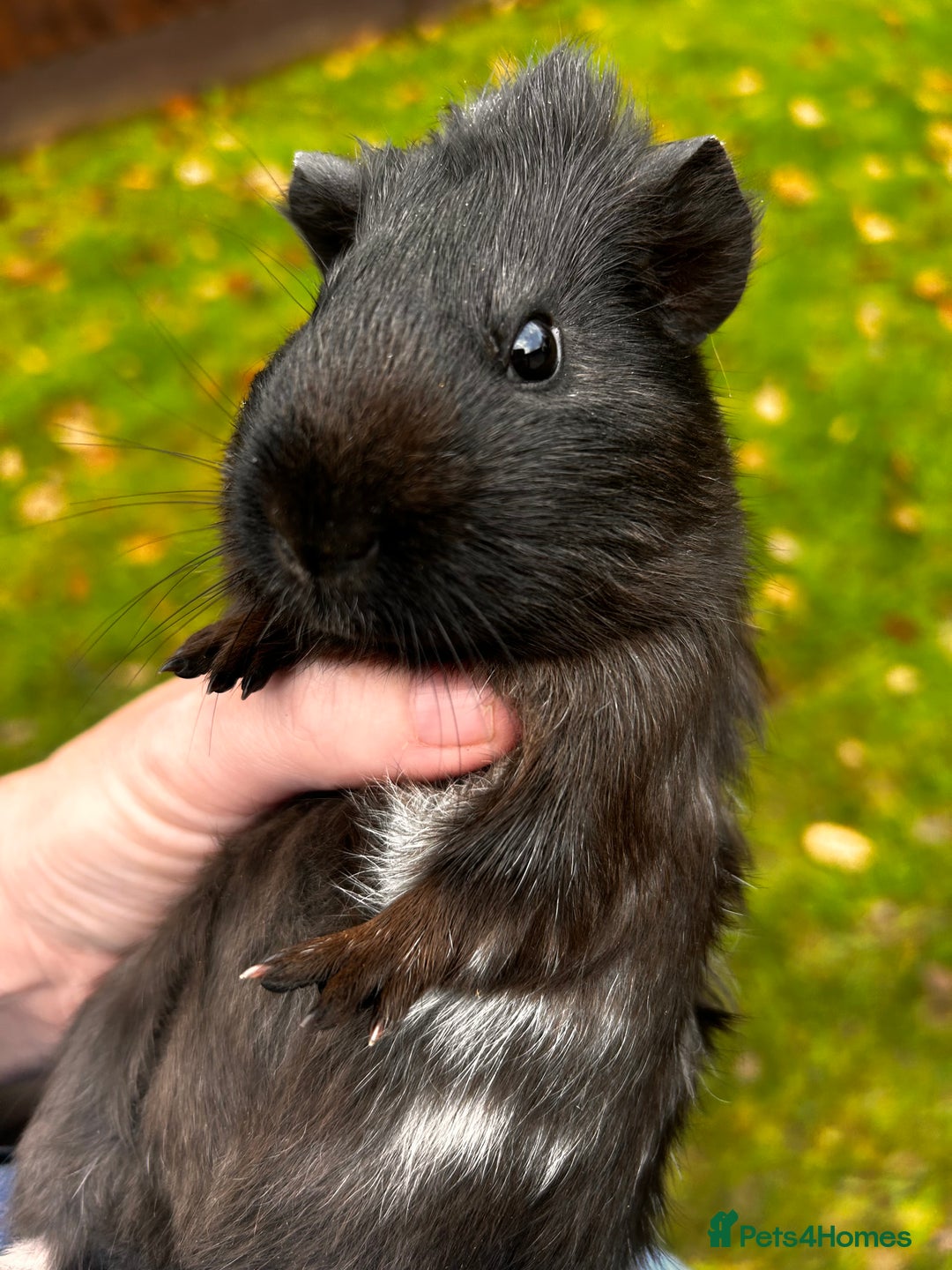 Guinea Pig rodents for sale: 2 baby boy guinea pigs available - Advert 4