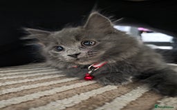 Mixed Breed cats for sale: Adorable fluffy kittens looking for a new home. - Image 16
