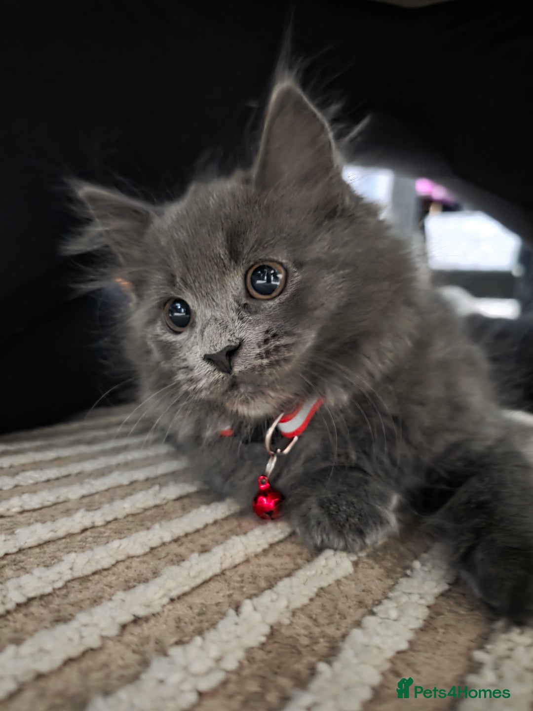 Mixed Breed cats for sale: Adorable fluffy kittens looking for a new home. - Image 16