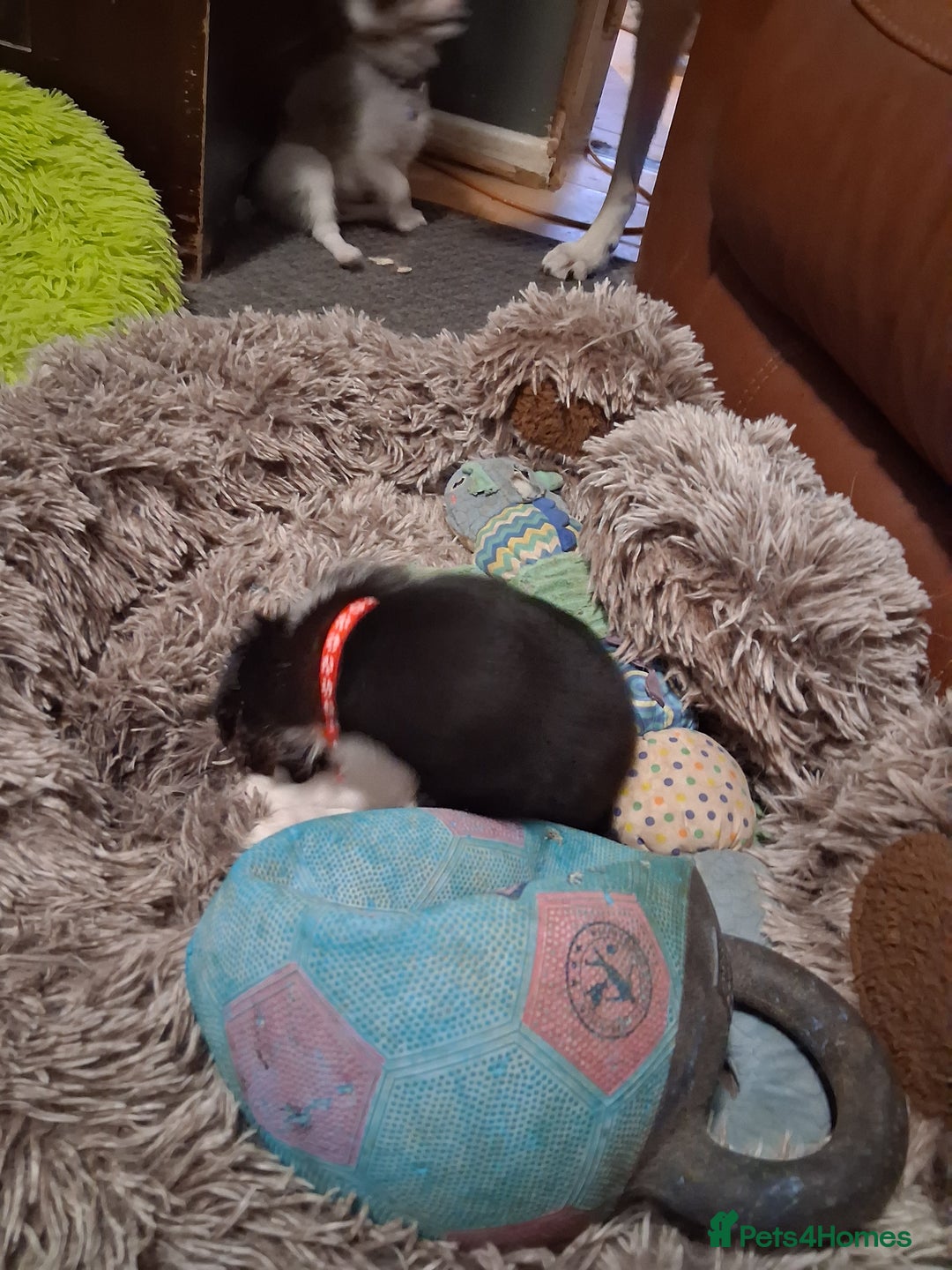 Mixed Breed dogs for sale: Papillon x collie - Image 20