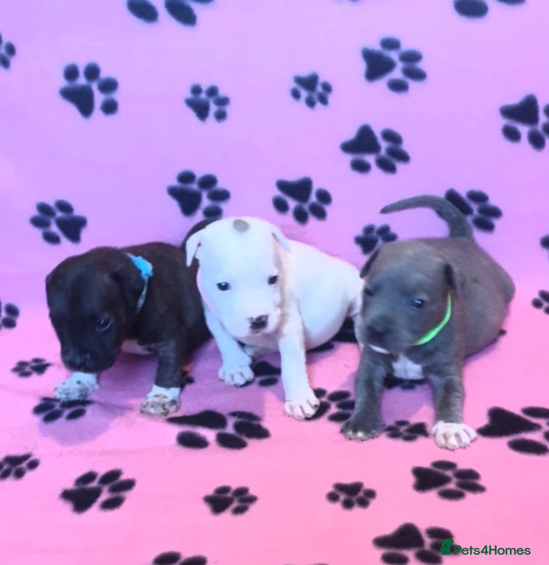 Staffordshire Bull Terrier dogs for sale: Staff puppies  - Image 4