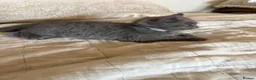 British Shorthair cats for sale: Chunky kittens brown gene carriers - Advert 6
