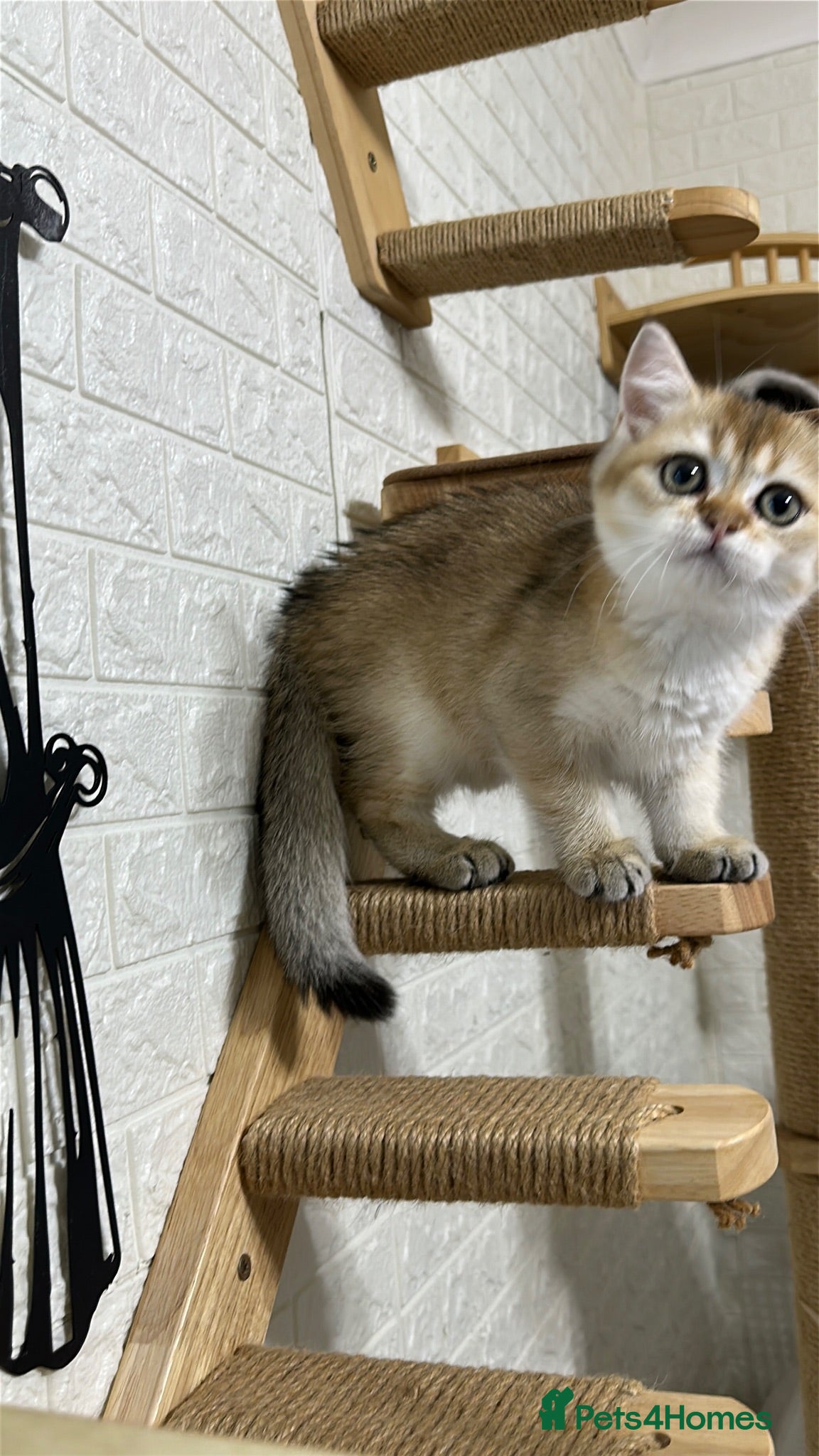 Scottish Fold cats Golden Sweet Girl Beautiful Scottish Straight 🧸✨ - Advert 5