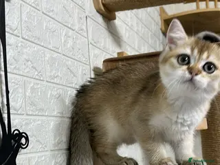 Scottish Fold cats Golden Sweet Girl Beautiful Scottish Straight 🧸✨ - Advert 5