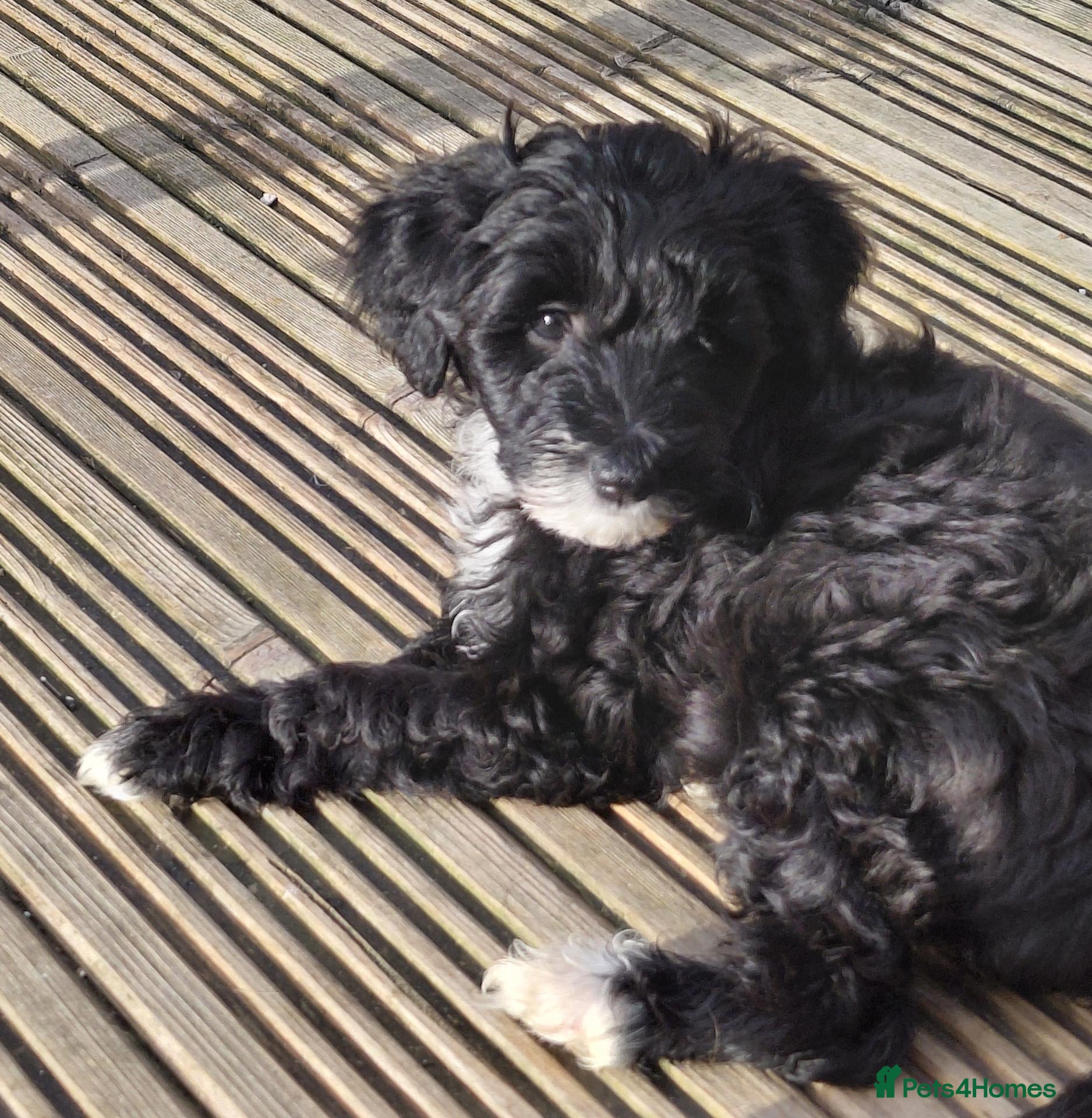 Australian Labradoodle dogs Australian Labradoodle Small Size  - Advert 2