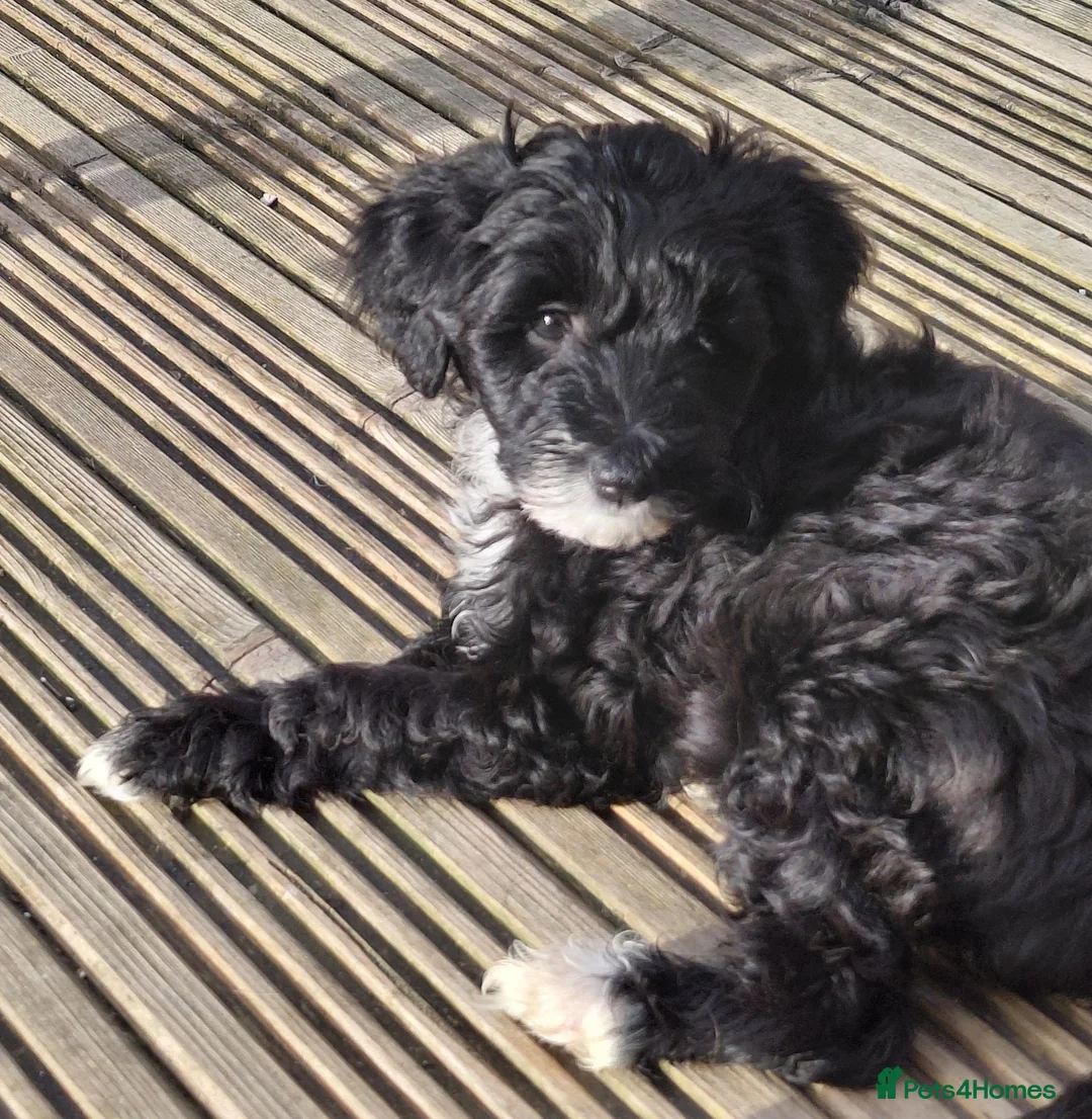 Australian Labradoodle dogs for sale: Australian Labradoodle Small Size  - Advert 2