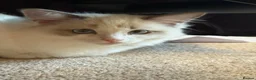 Ragdoll cats for sale: Ready now TICA Ragdoll Blue Bicolour girl - Advert 2