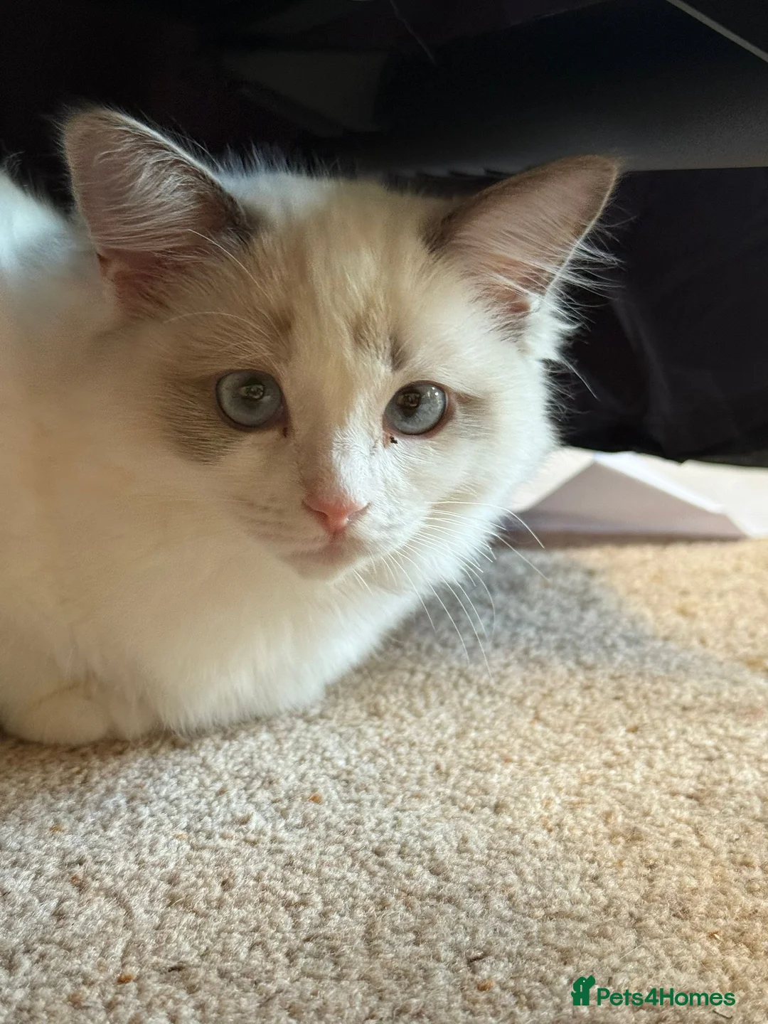 Ragdoll cats for sale: Ready now TICA Ragdoll Blue Bicolour girl - Advert 2