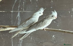 Cockatiels birds for sale: BeautifulBaby cockatiels - Image 2