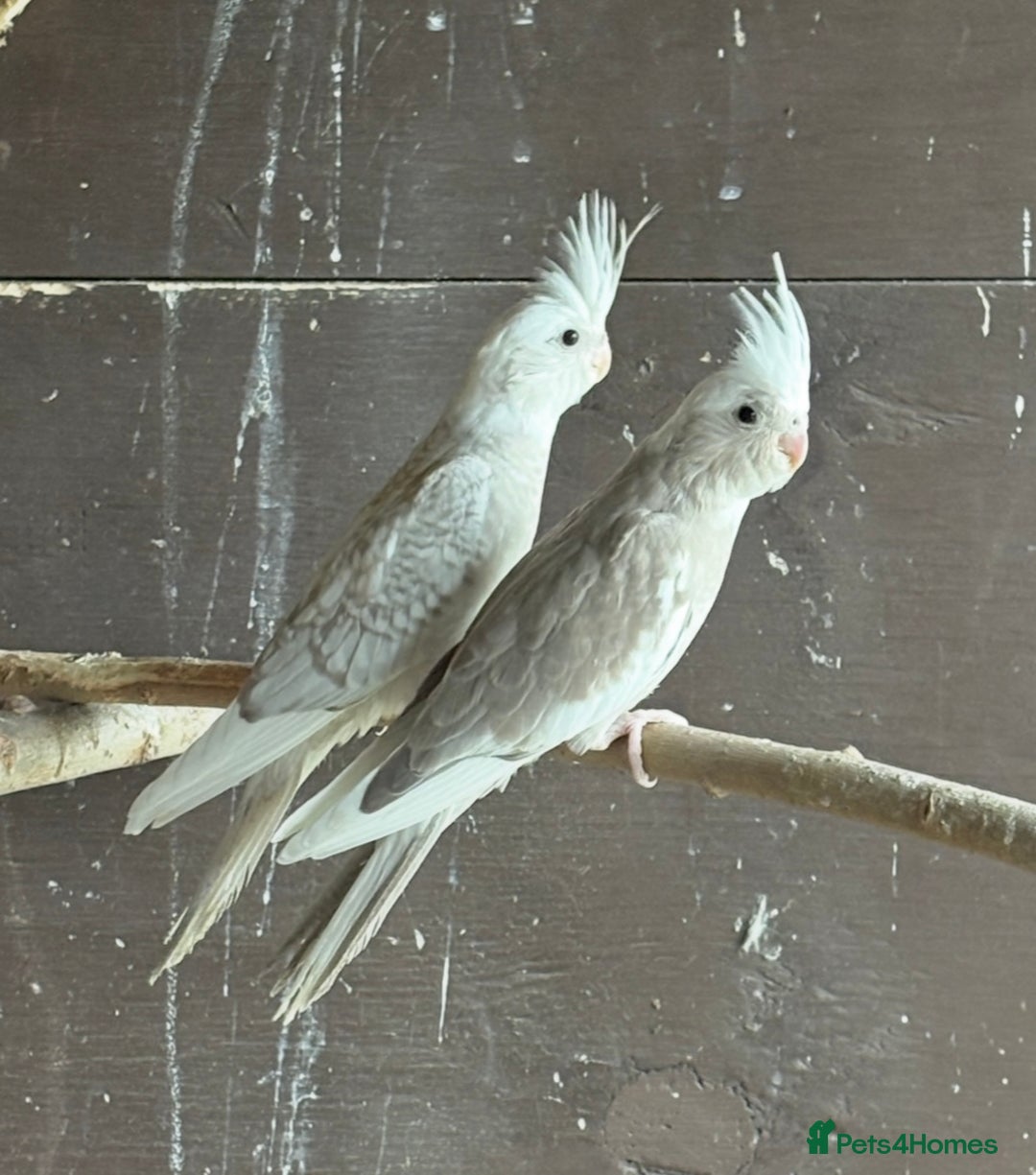 Cockatiels birds for sale: BeautifulBaby cockatiels - Image 2