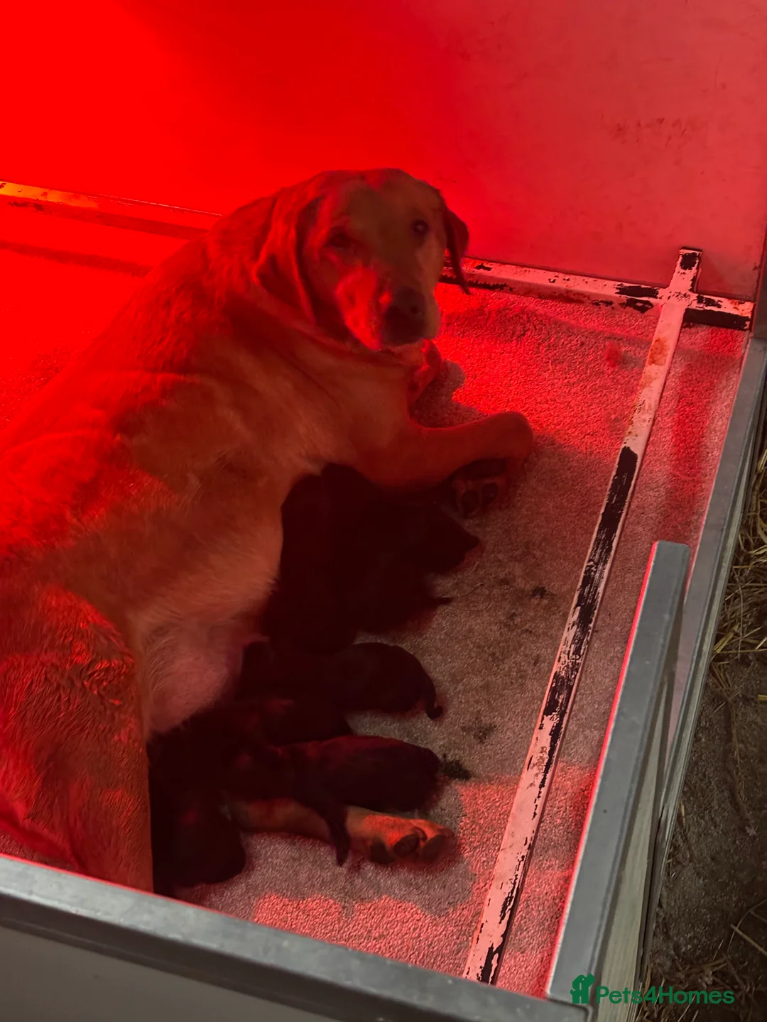 Labrador Retriever dogs for sale: Very chunky black Labrador puppies  in Wakefield - Advert 9