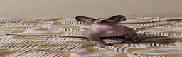 Sphynx cats for sale: *PEDIGREE SPHYNX* TICA REGISTERED *DNA HCM4 CLEAR* - Advert 18