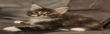 Maine Coon Kitten 1