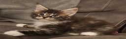Maine Coon cats for sale: Ready now !!Maine coon kittens full papers  - Advert 11