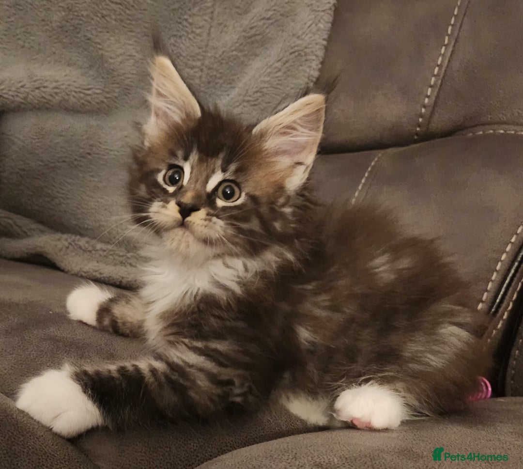 Maine Coon cats for sale: Ready now !!Maine coon kittens full papers  - Advert 11