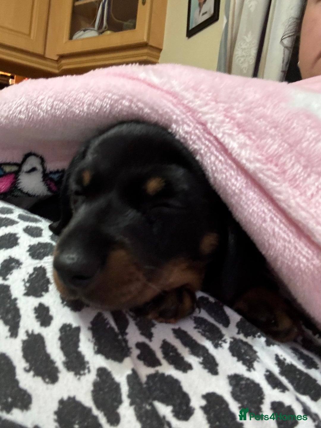 Miniature Dachshund dogs for sale: Miniature dachshund  - Image 3