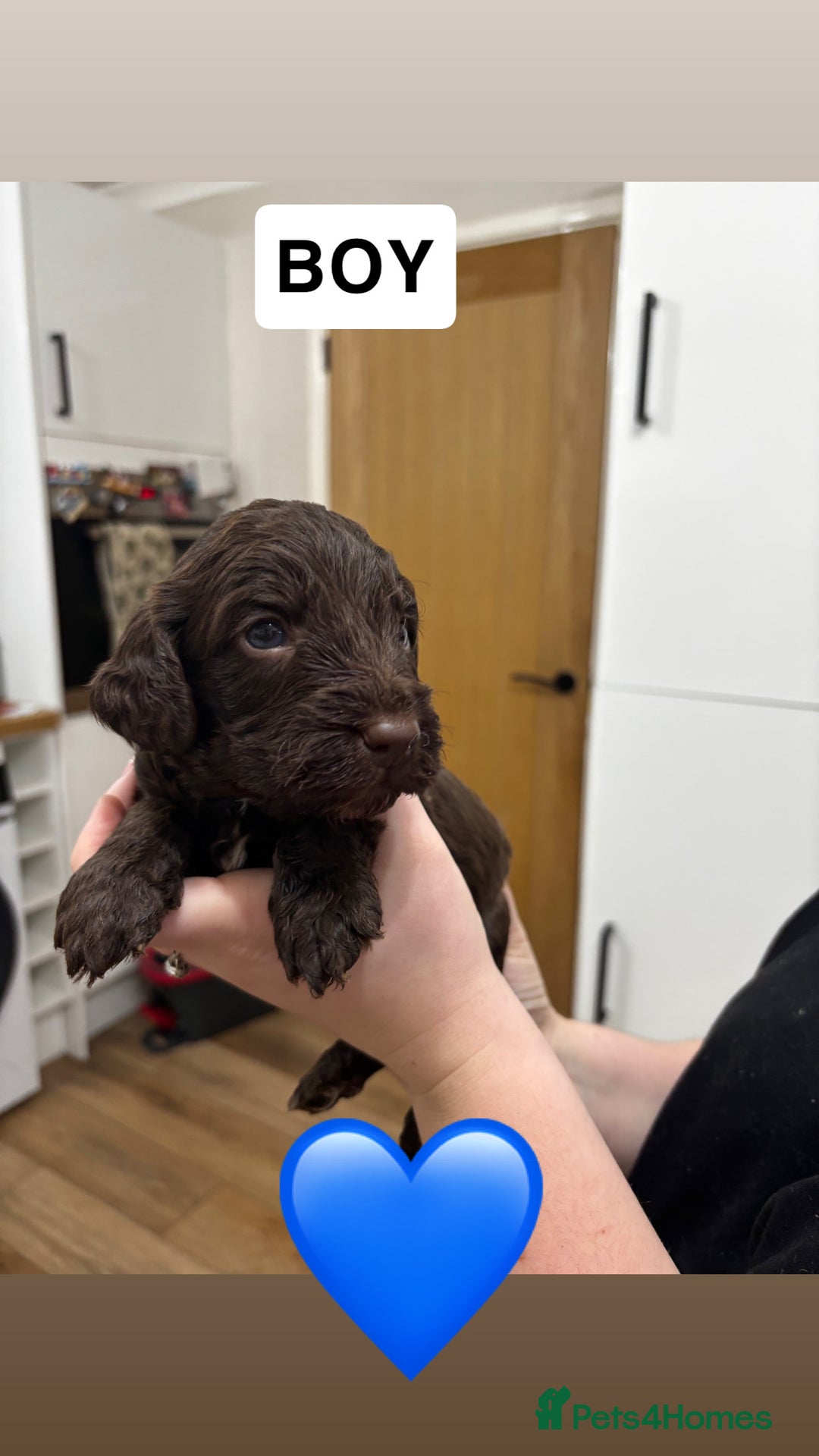 Cockapoo dogs for sale: Cockapoos - Advert 3