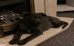 German Shepherd dogs for sale: Blue German shepherd male - Image 1