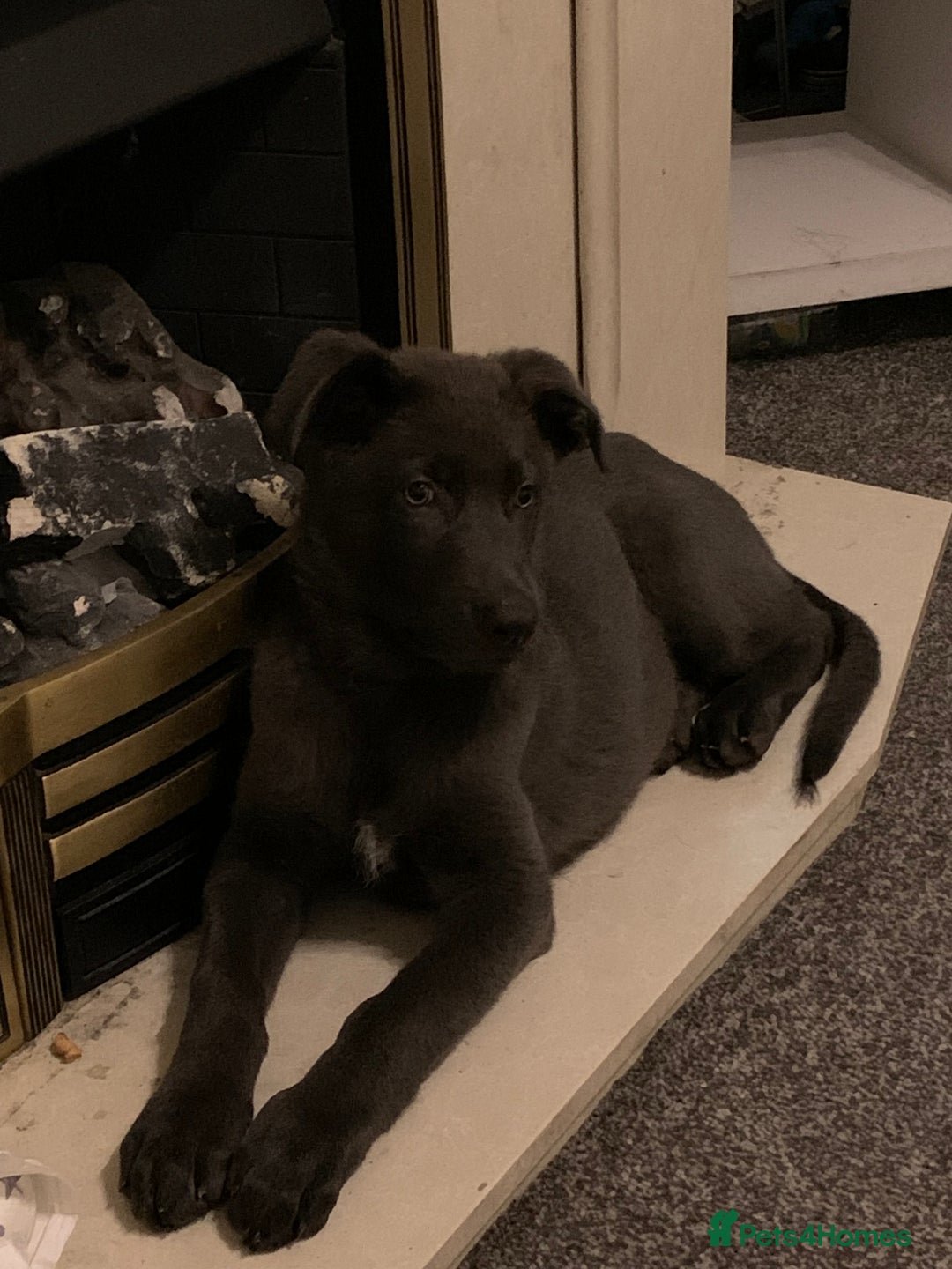 German Shepherd dogs for sale: Blue German shepherd male - Image 1
