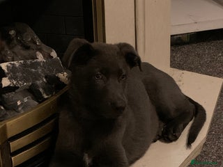 German Shepherd dogs - Advert 34