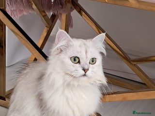 Domestic Shorthair cats **female chinchilla Persian - Advert 2