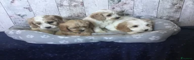 Mixed Breed 3