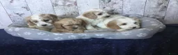 Mixed Breed dogs for sale: Adorable Cockalierpoo pups ( so cute) - Advert 10