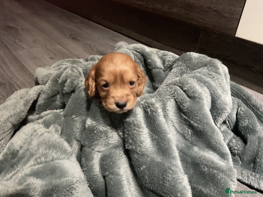 Cocker Spaniel dogs for sale: Kc cocker spaniel puppies - Advert 6